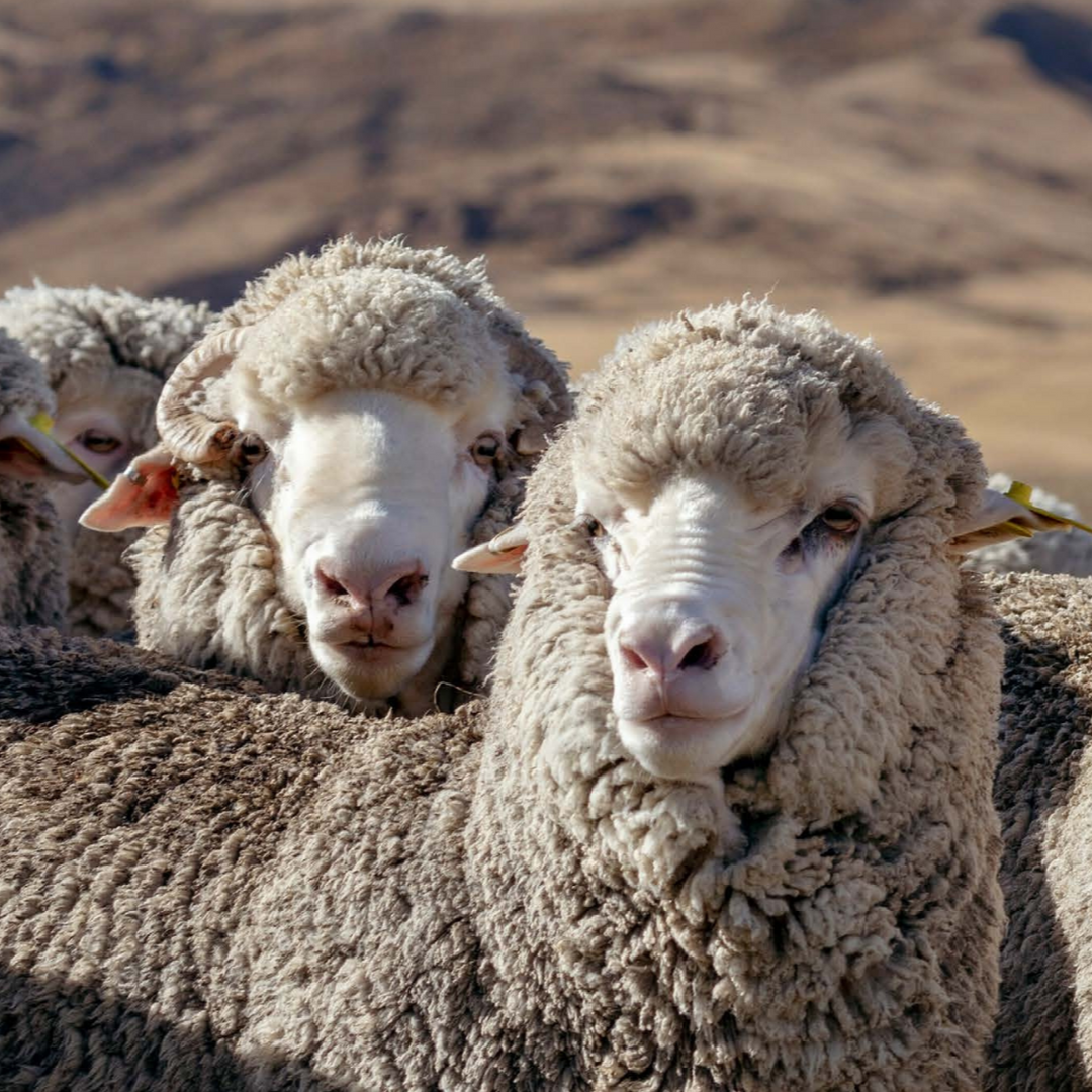 Two Merino Wool sheep's behind one another looking towards the camera