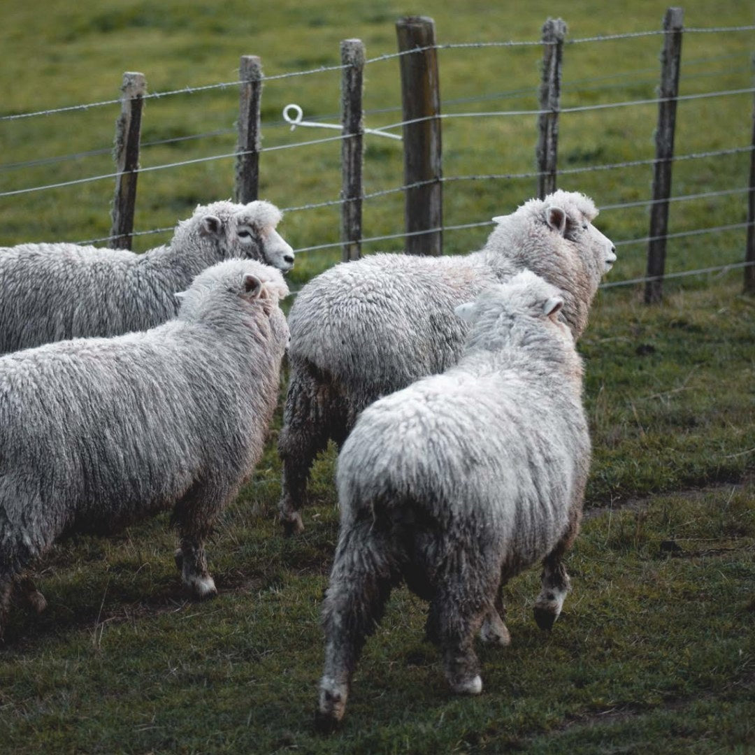 4 Merino Wool Sheep in a field