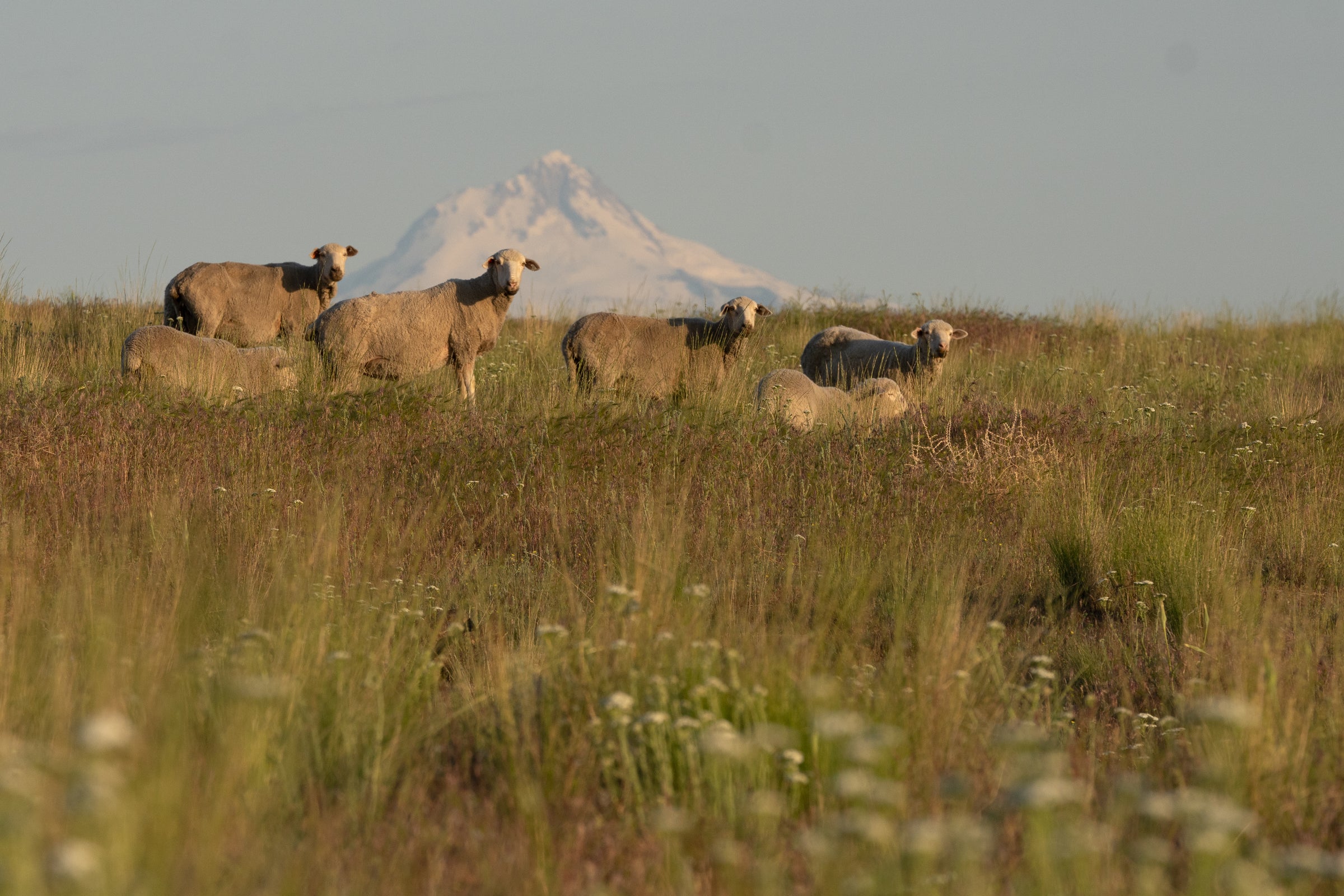 Sheep grazing in a field with a mountain in the background